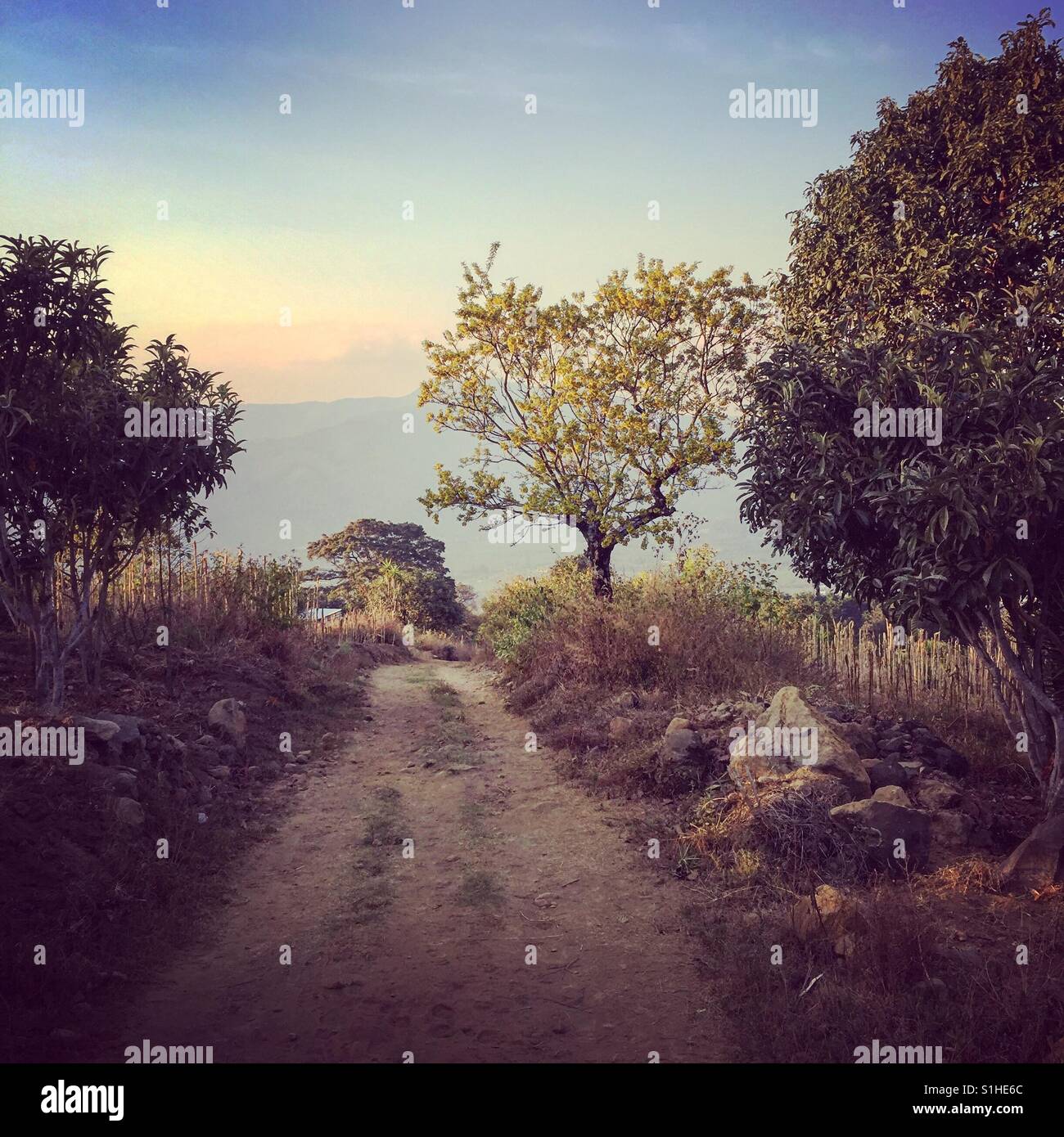 Dirt road leads to golden tree at sunset on side of Agua volcano, near San Juan del Obispo, Antigua, Guatemala - Smartphone Captured Stock Image