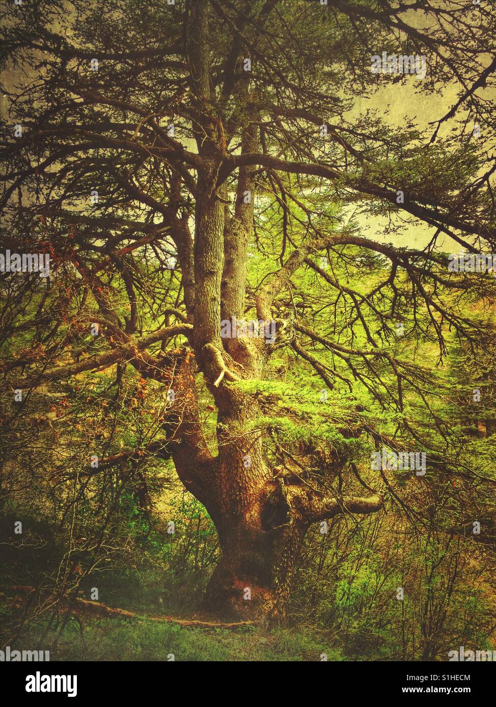 Al Shouf cedar nature reserve Lebanon Stock Photo Alamy