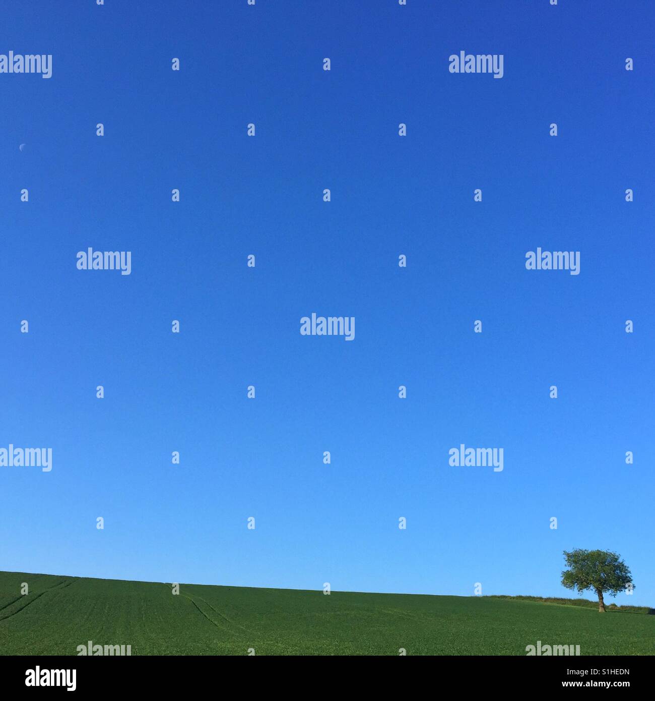 Tree and a tiny moon set against a clear blue sky. - Smartphone Captured Stock Image