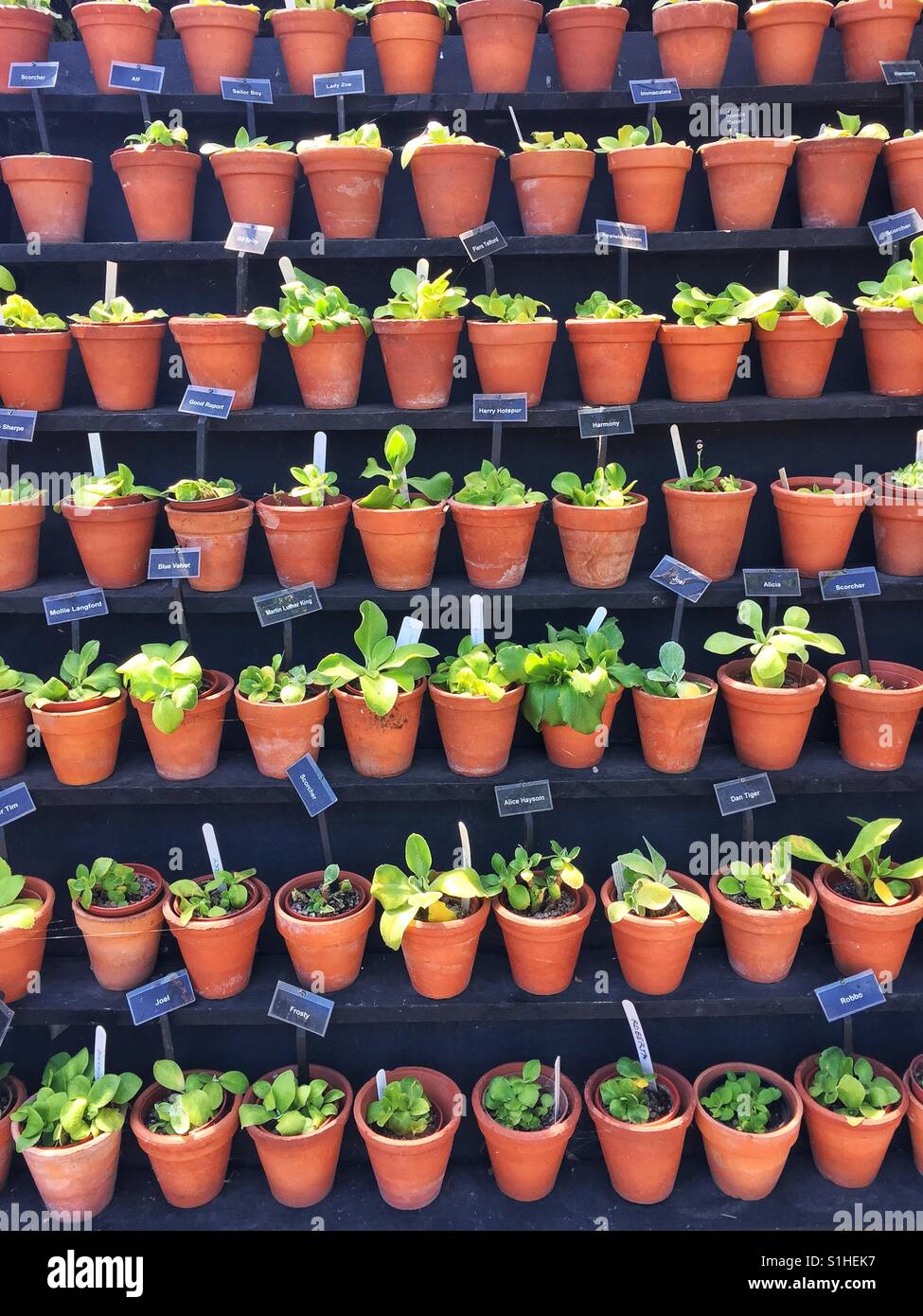 Plant pots lined up in market garden Stock Photo