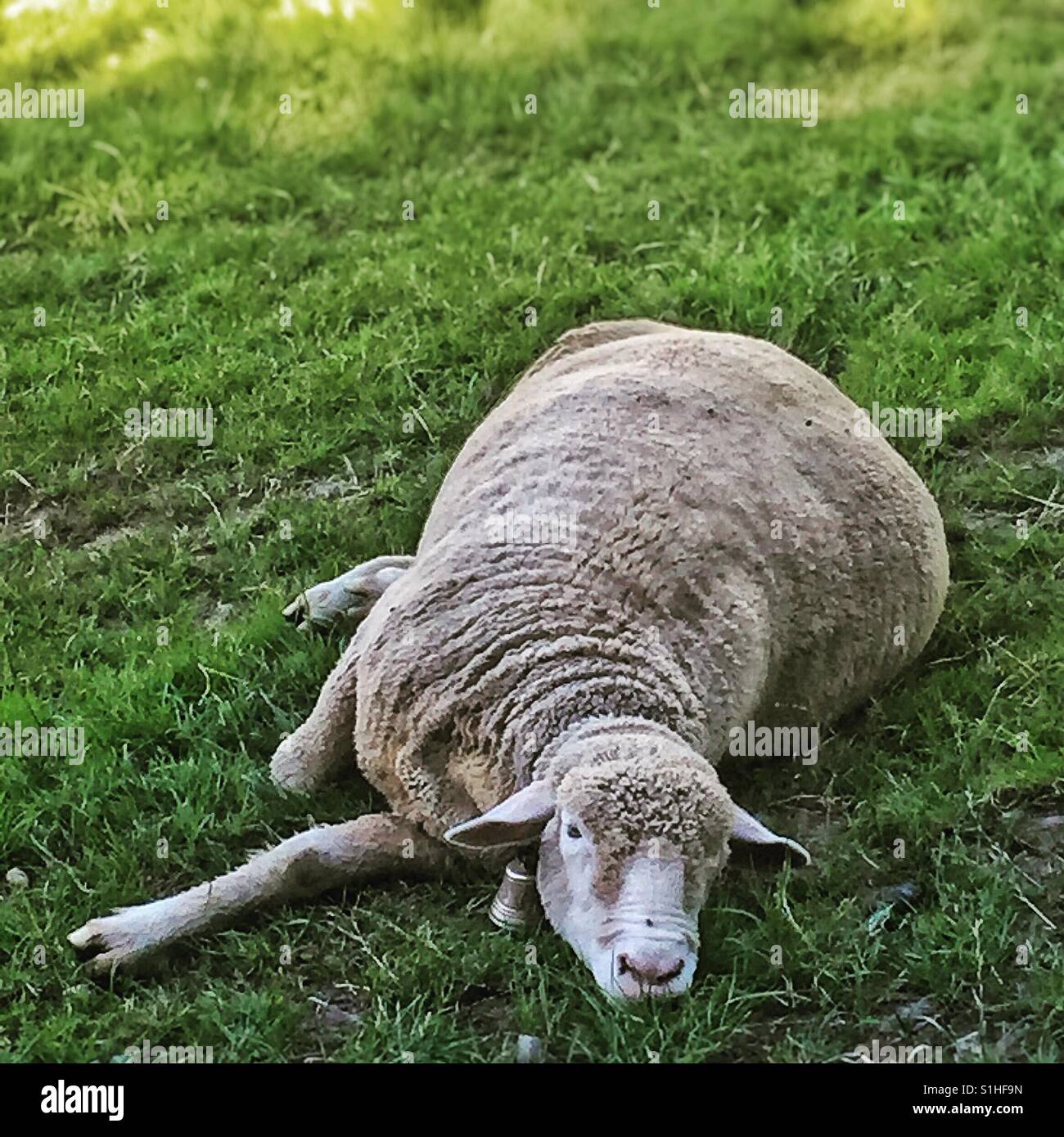 Lazy sheep chilling on a hot day - Smartphone Captured Stock Image