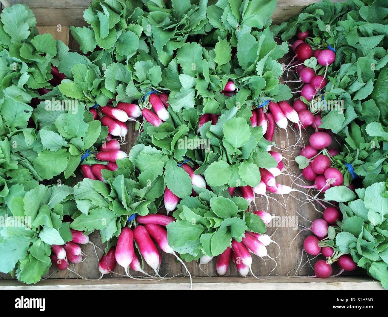 French breakfast radish at the farmers market Stock Photo Alamy