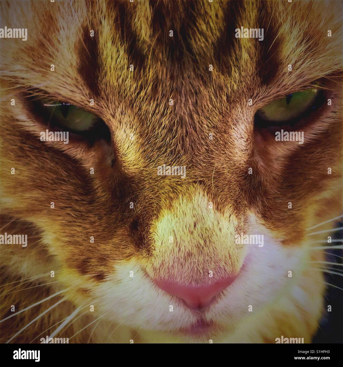Orange tabby cat Stock Photo