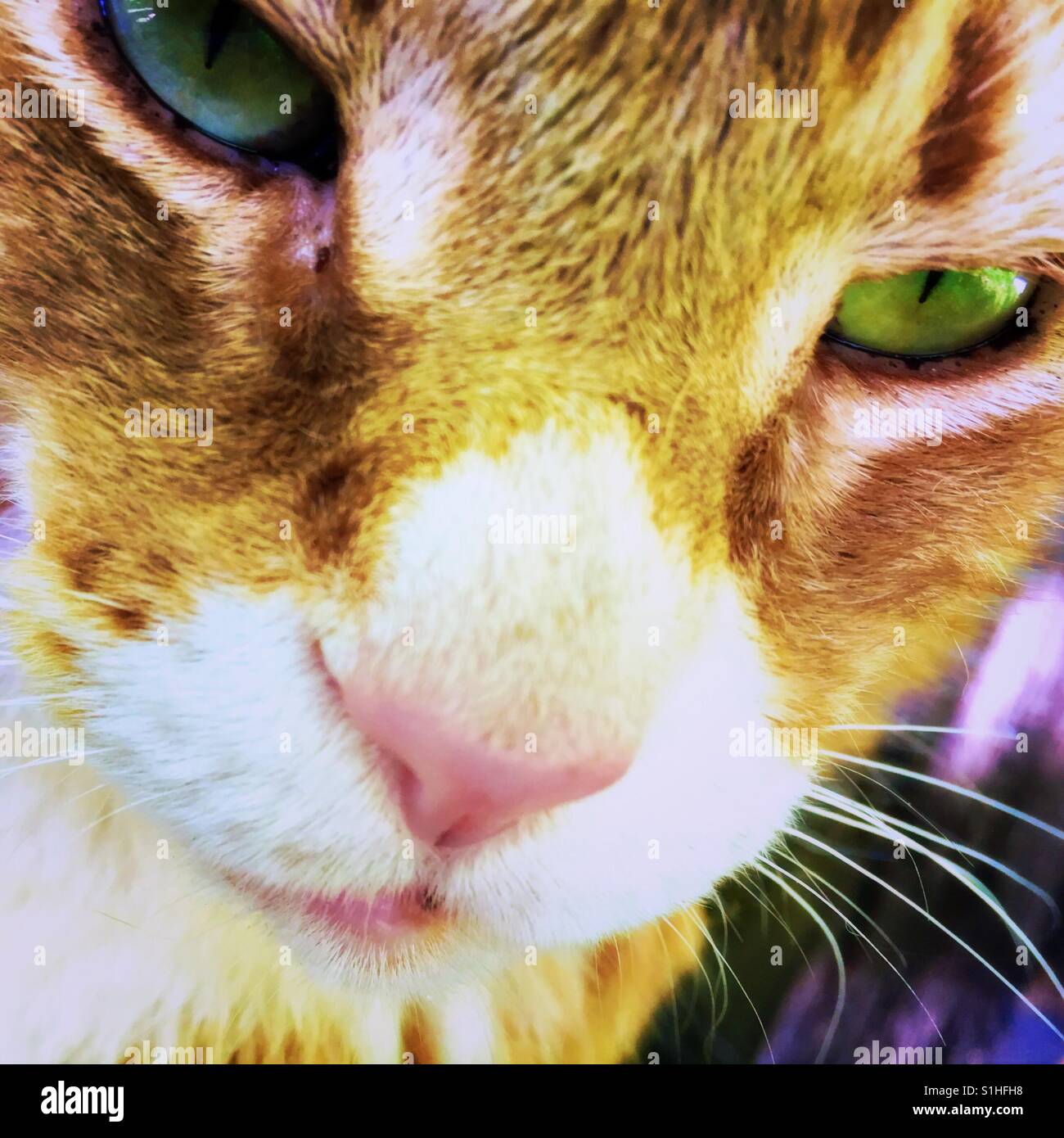 Orange tabby cat face Stock Photo
