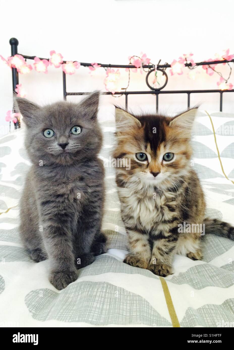 Kittens on a bed Stock Photo Alamy
