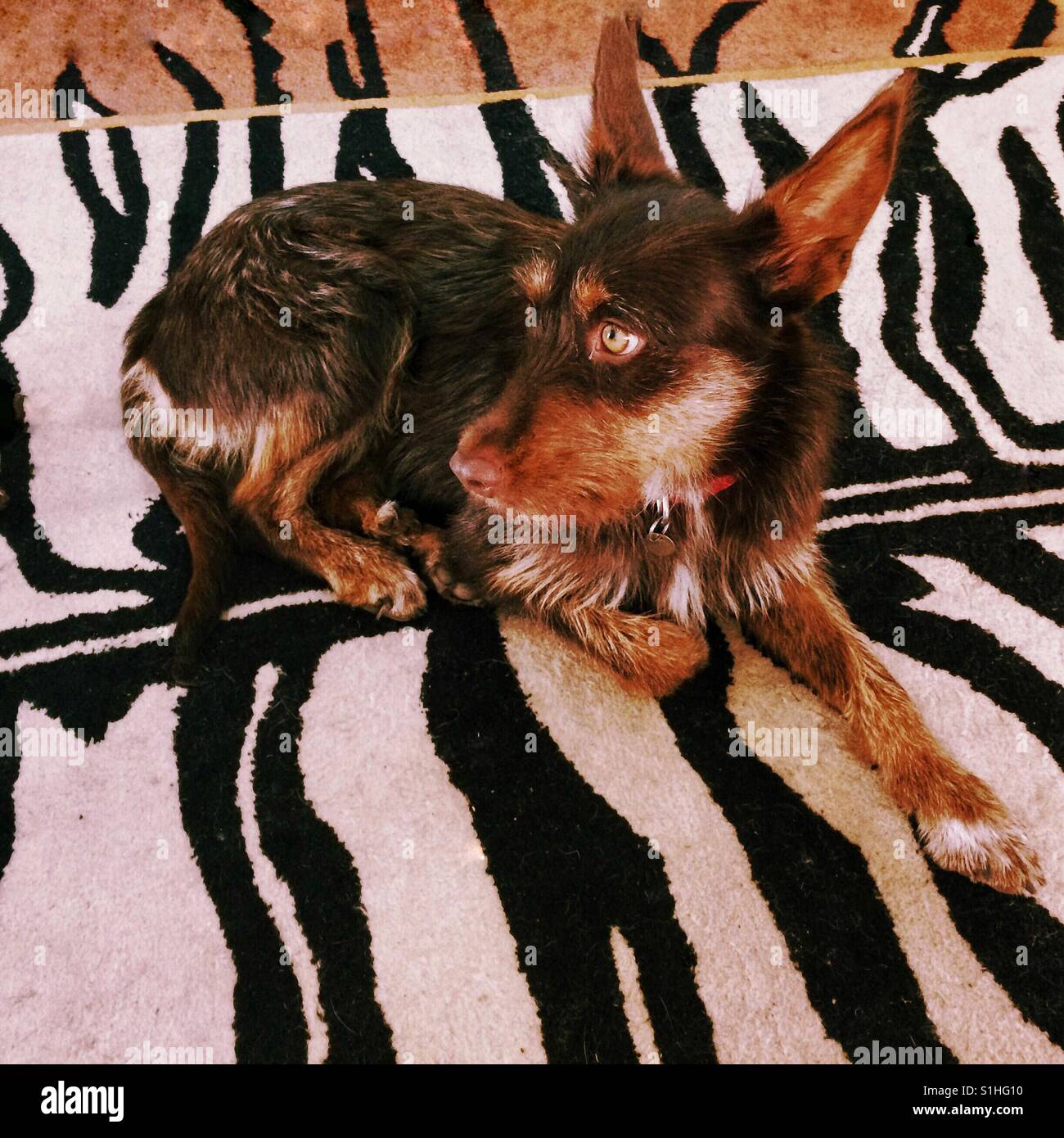 Spanish Podenco dog sitting on a rug - Smartphone Captured Stock Image