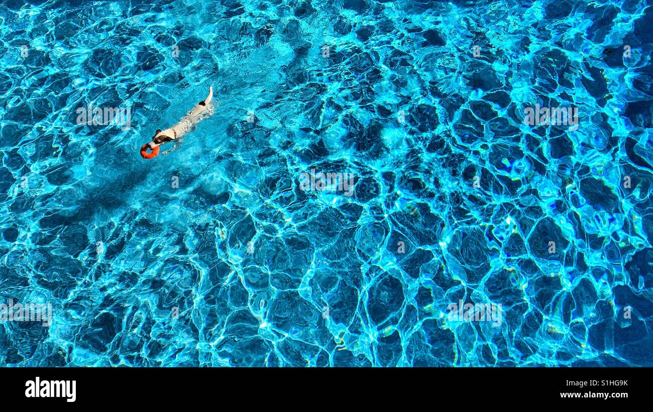 Areal view of dog swimming in an outdoor swimming pool on a sunny hot day. - Smartphone Captured Stock Image
