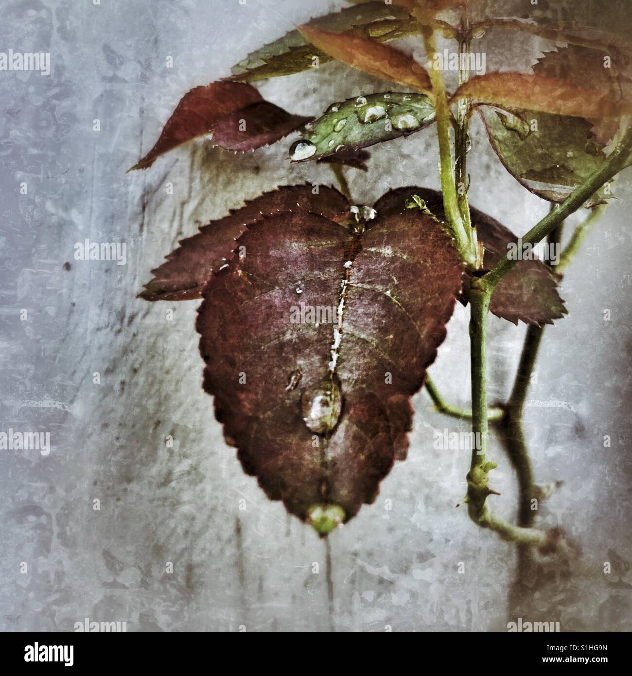 Rosebush leaves after after the rain (3) - Smartphone Captured Stock Image