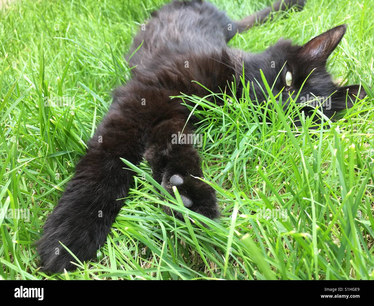 Black cat lying on grass hi-res stock photography and images - Alamy