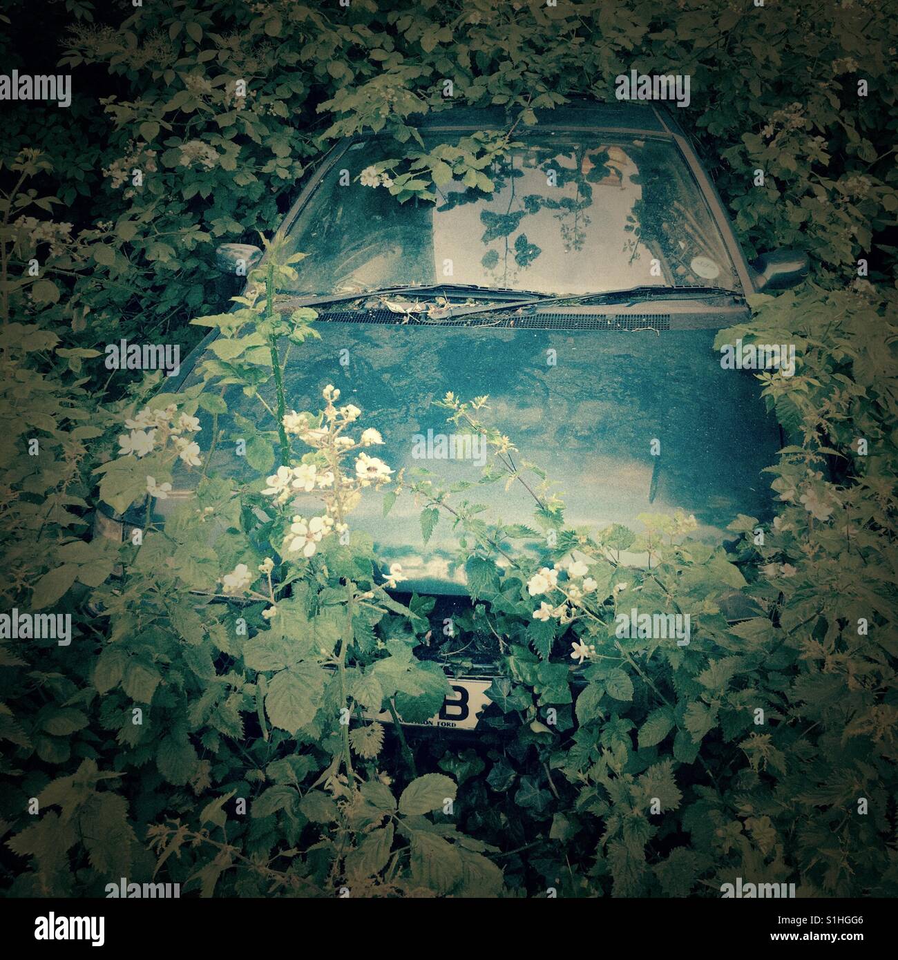 A car (Ford) in an overgrown front garden near Victoria Park in Leicester, UK. Stock Photo