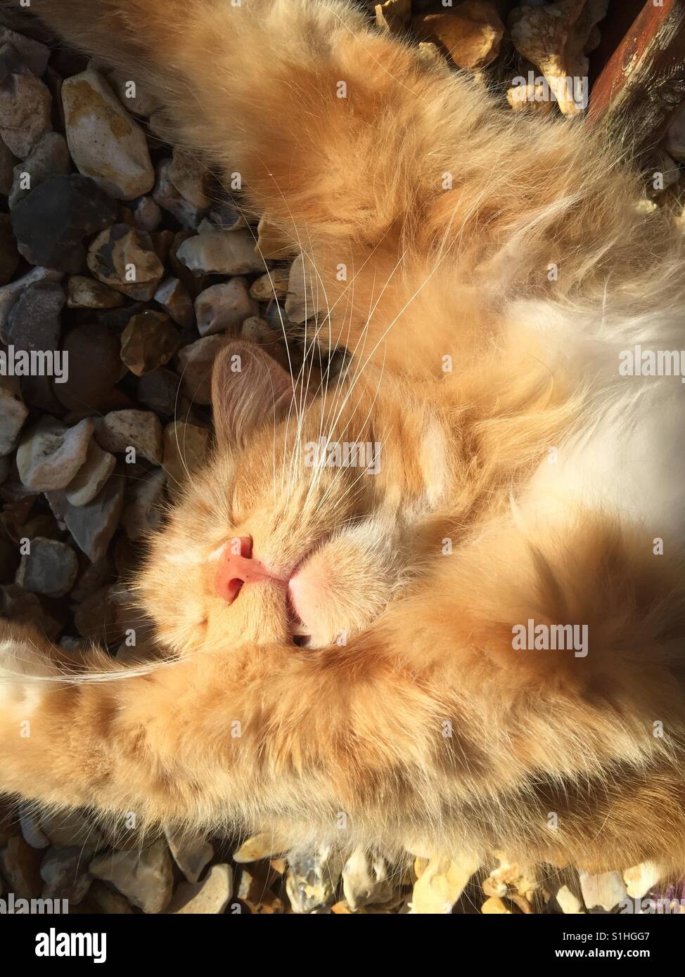 A ginger kitten sprawls out for a sleep on some gravel in a garden on a warm sunny evening. - Smartphone Captured Stock Image