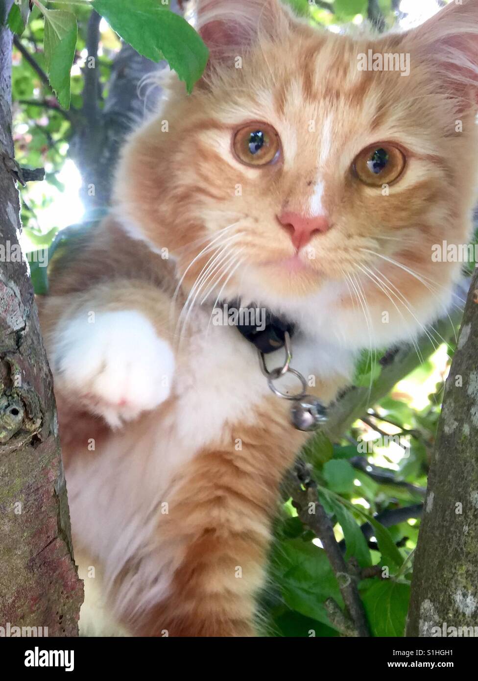Ginger and white kitten in tree - Smartphone Captured Stock Image