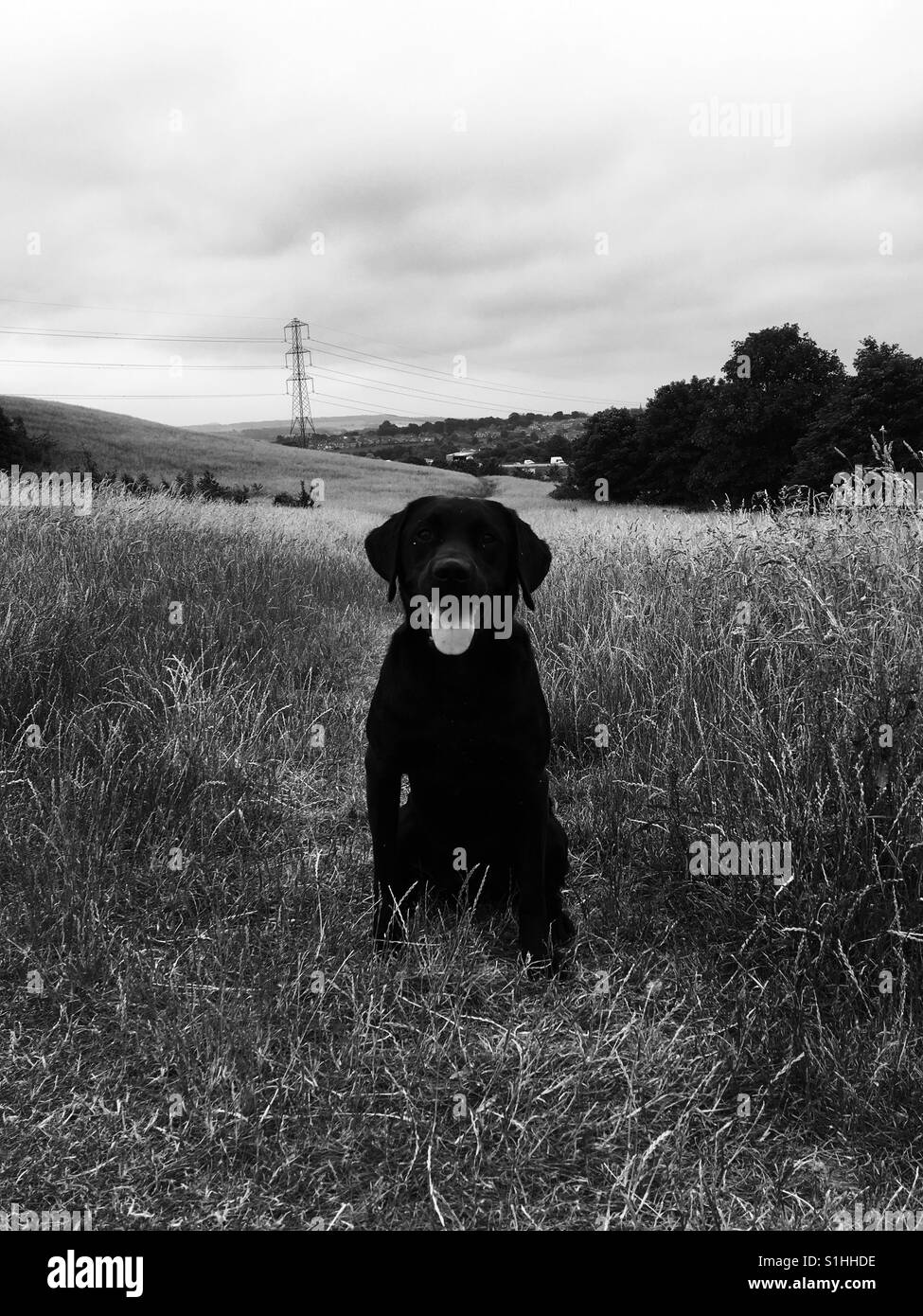 Black lab panting Black and White Stock Photos & Images Alamy