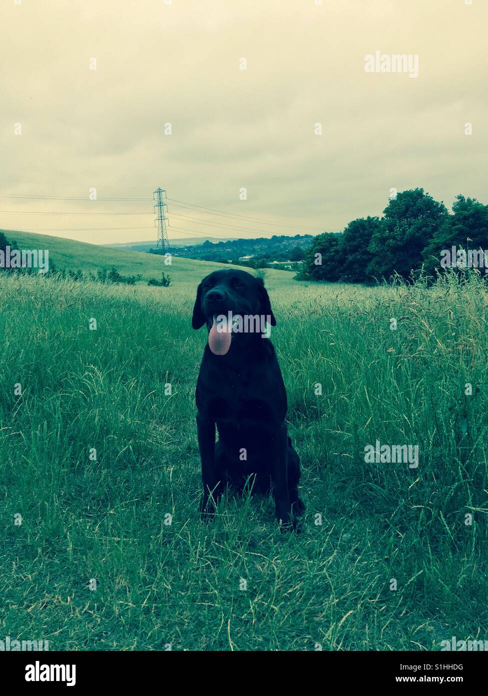 Black Labrador in the meadow panting Stock Photo - Alamy