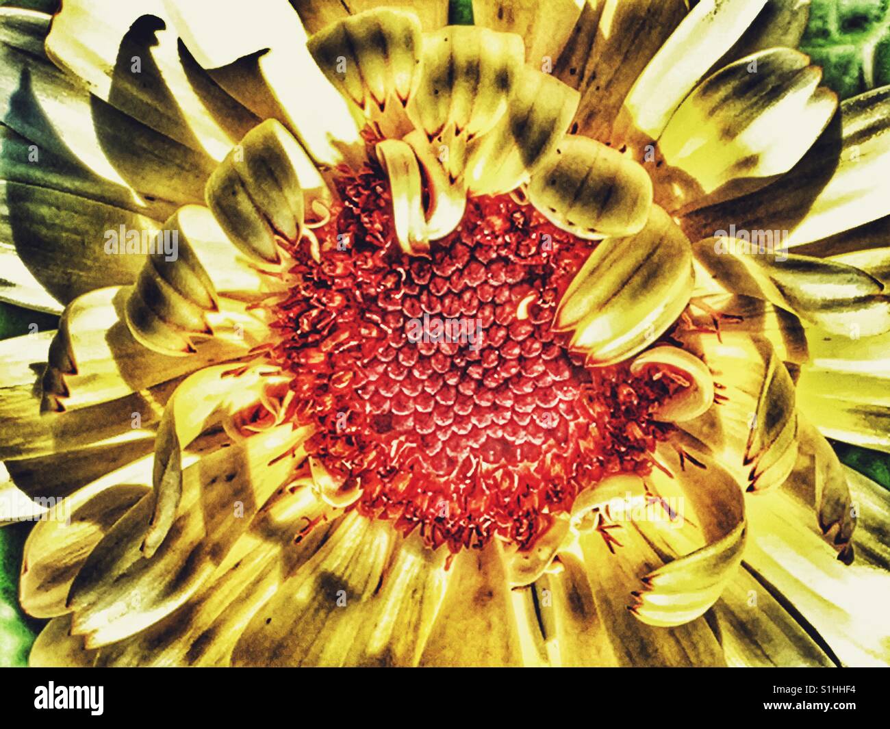 Marigold, macro - Smartphone Captured Stock Image
