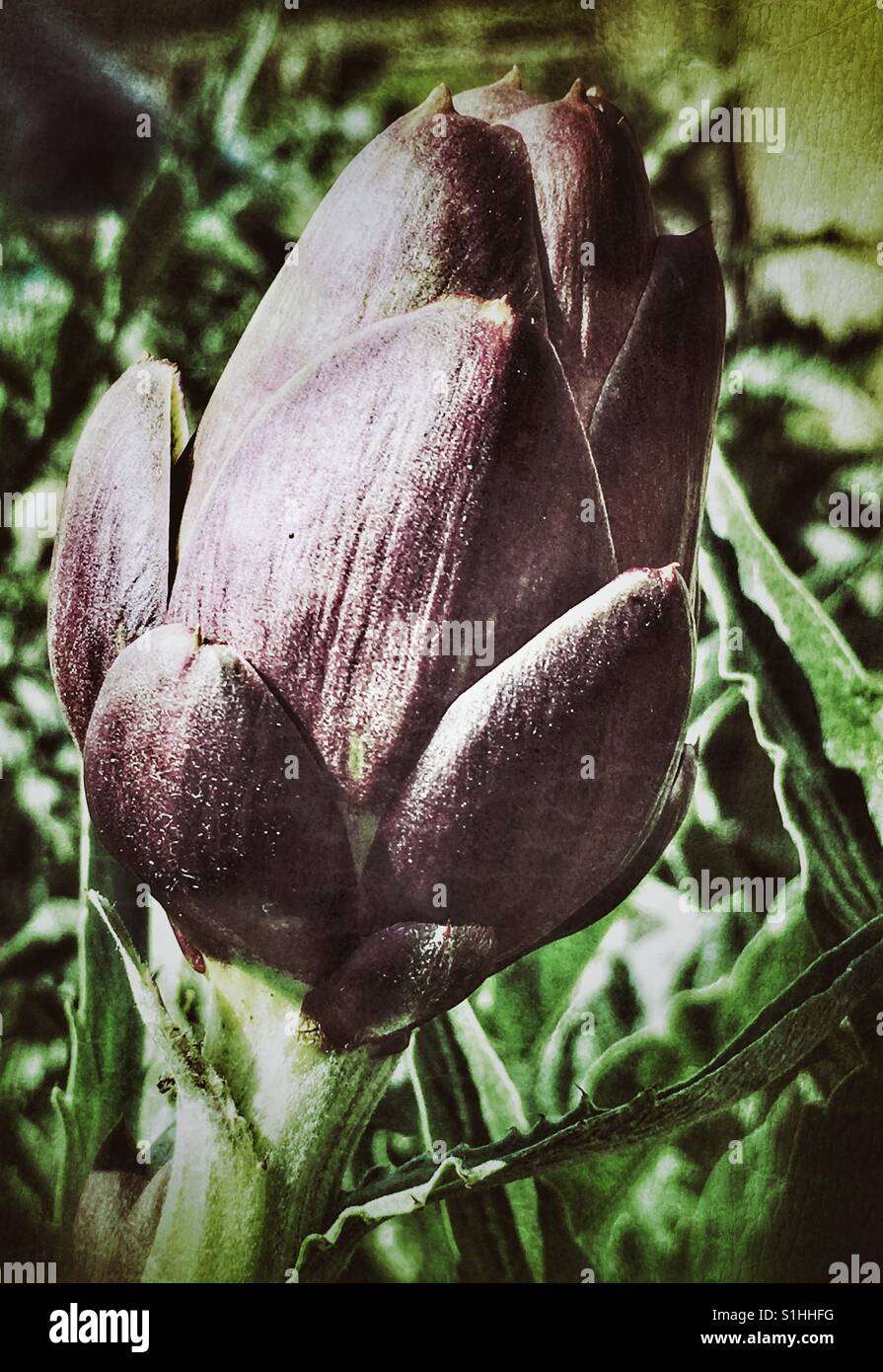 Purple globe artichoke plant - Smartphone Captured Stock Image