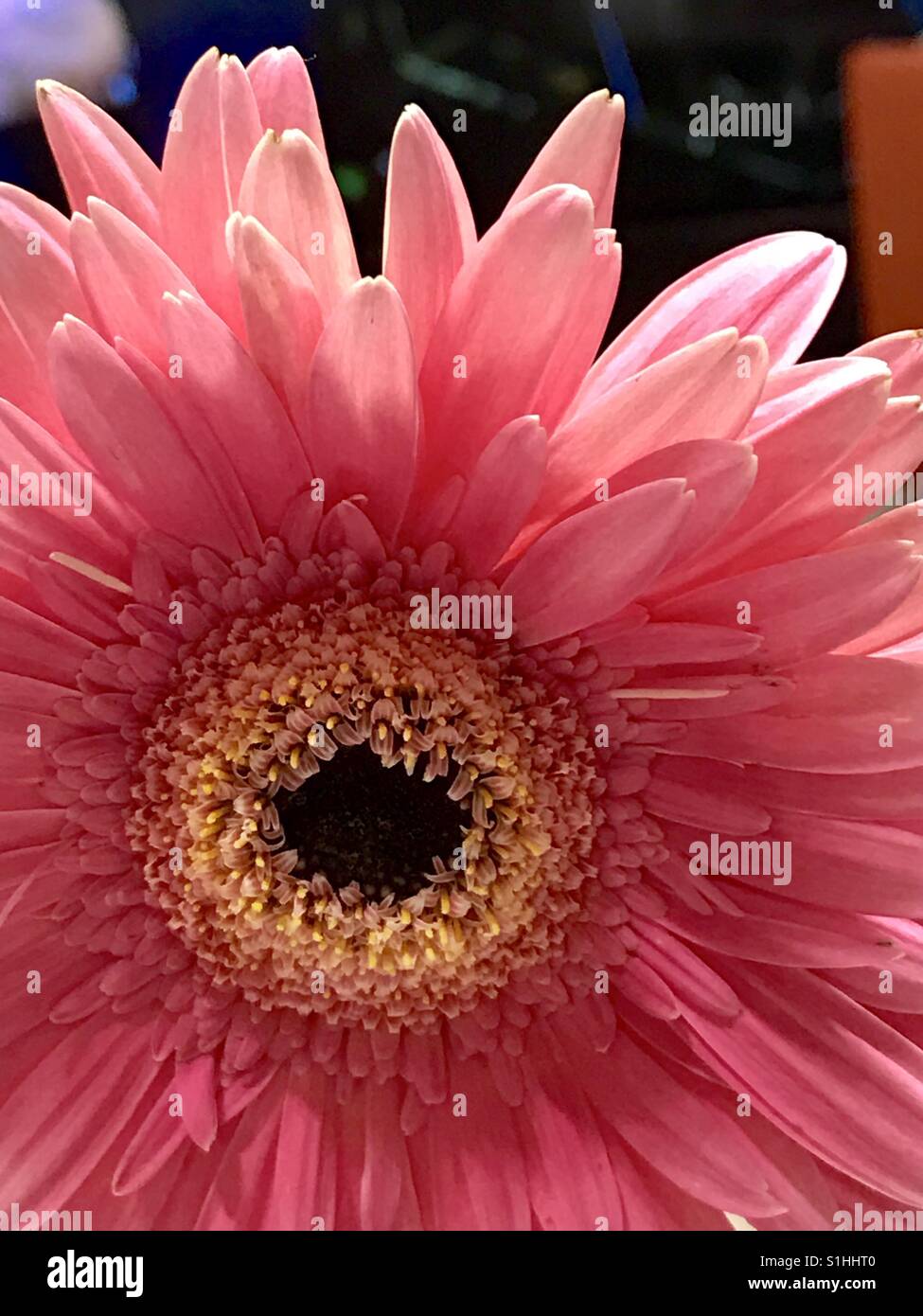 Pink flower. Close view. Stock Photo
