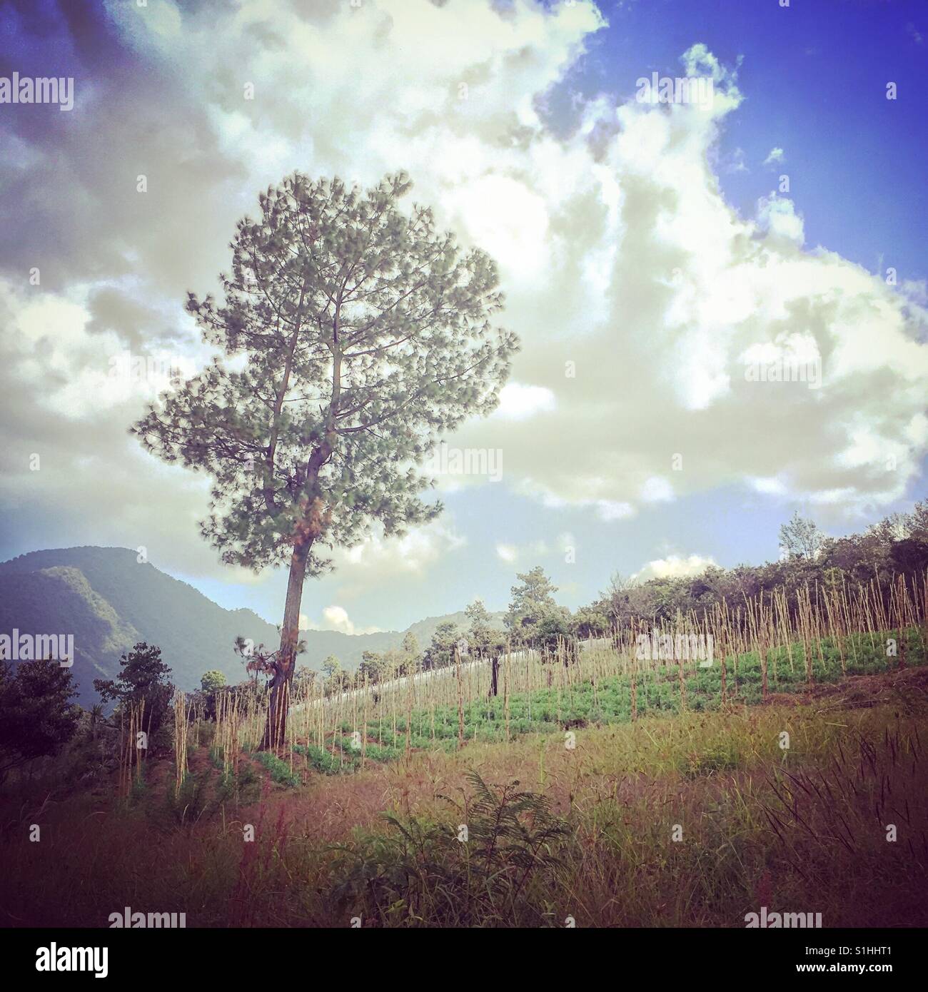 Crops growing on side of Agua volcano near San Juan del Obispo, Antigua, Guatemala - Smartphone Captured Stock Image