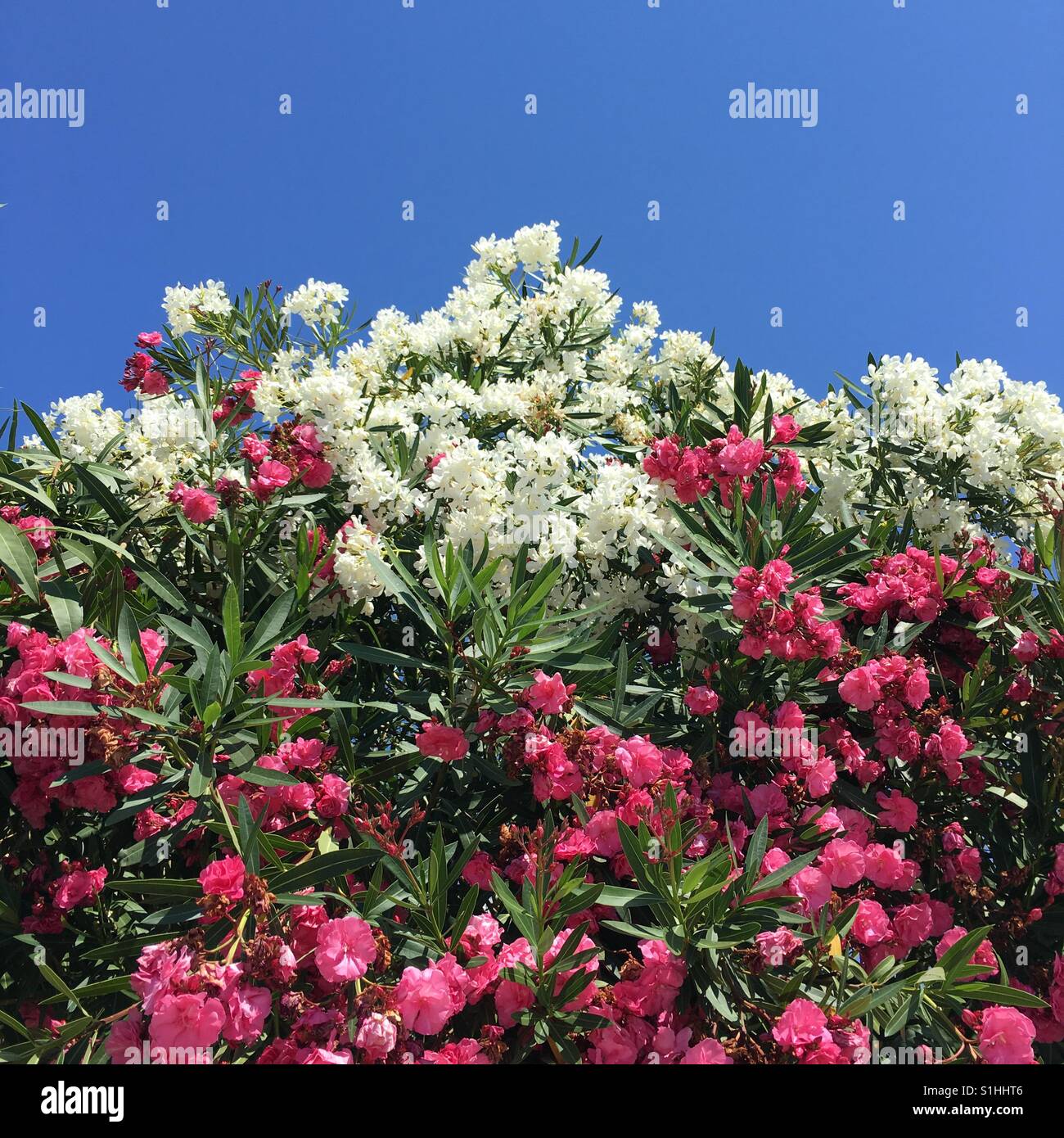 Oleander bush Stock Photo