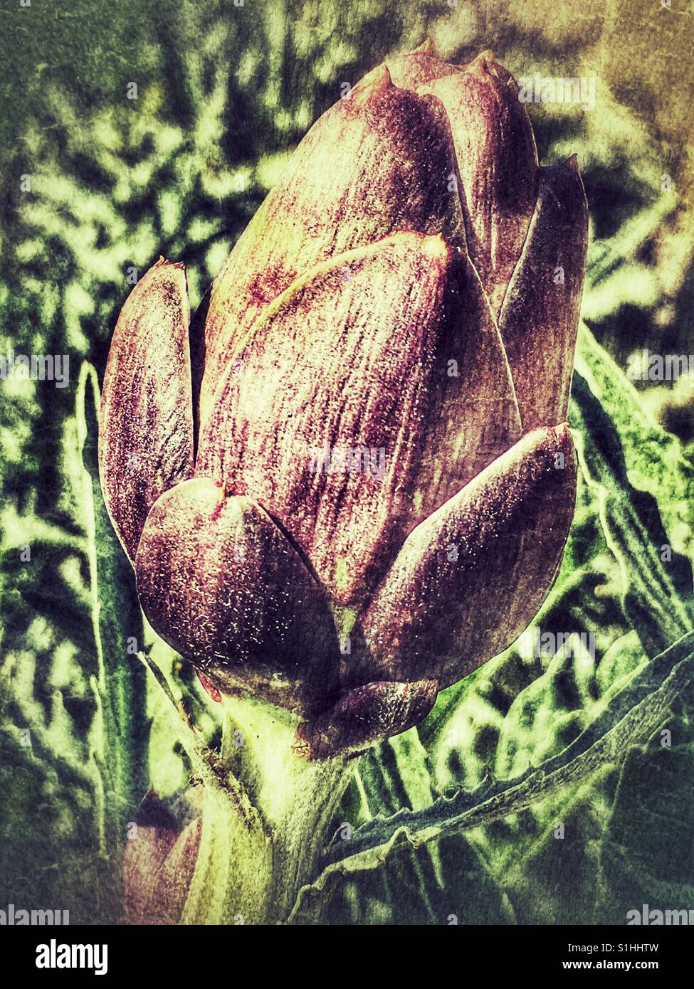 Purple globe artichoke in a vegetable patch - Smartphone Captured Stock Image
