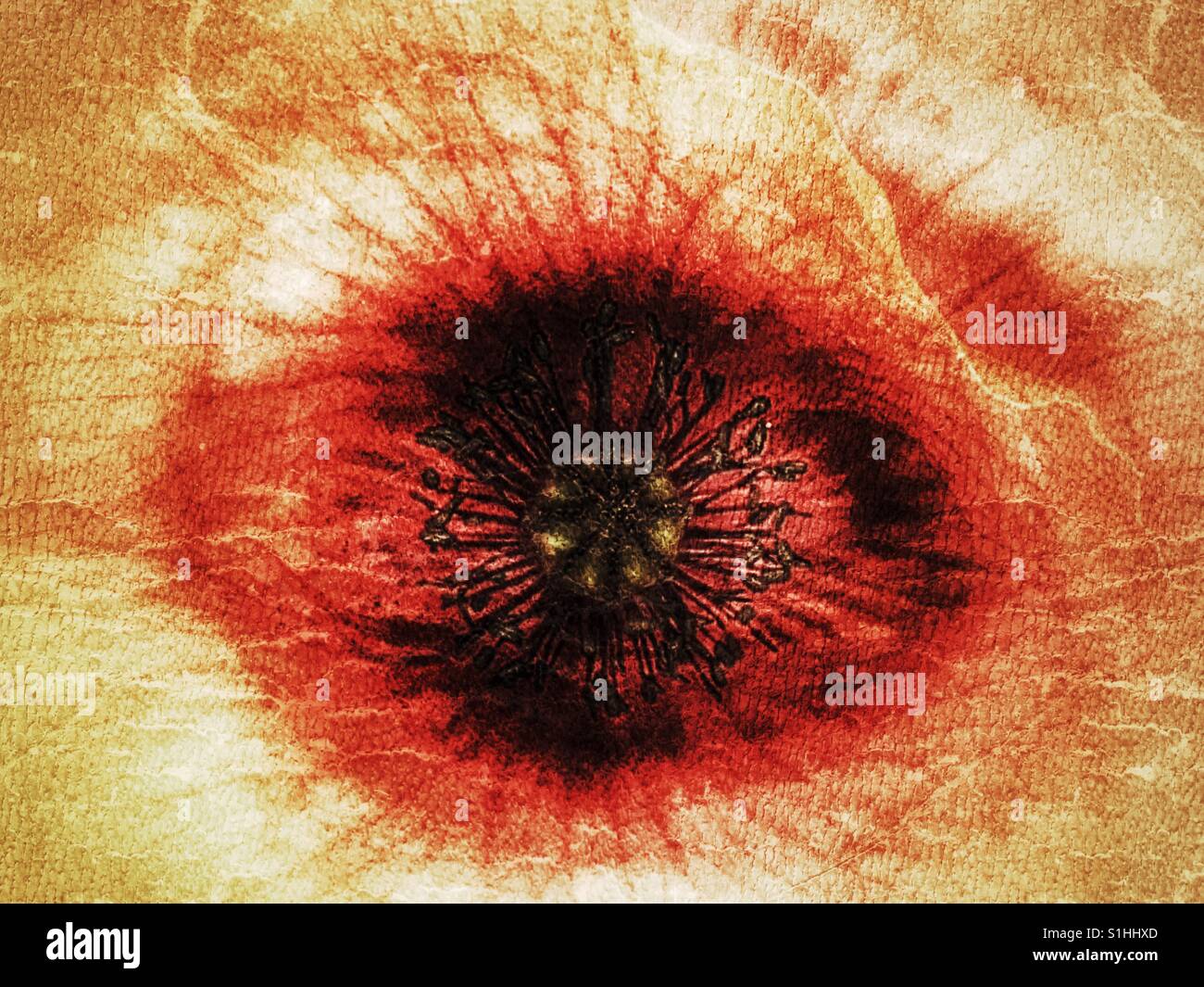 Papaver rhoeas, also known as common poppy, red poppy or Flanders poppy - Smartphone Captured Stock Image