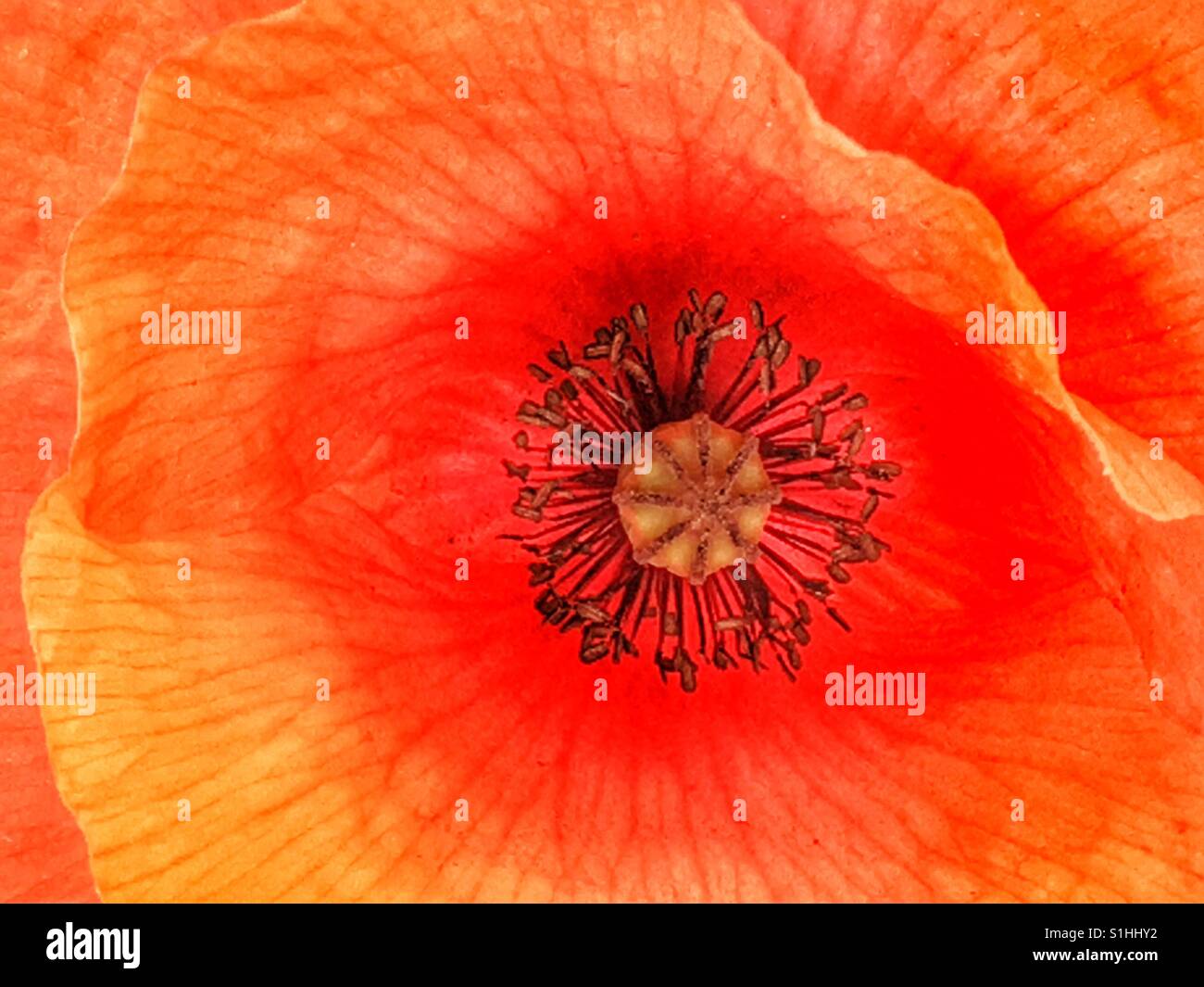 Papaver rhoeas, also known as common poppy, red poppy or Flanders poppy - Smartphone Captured Stock Image