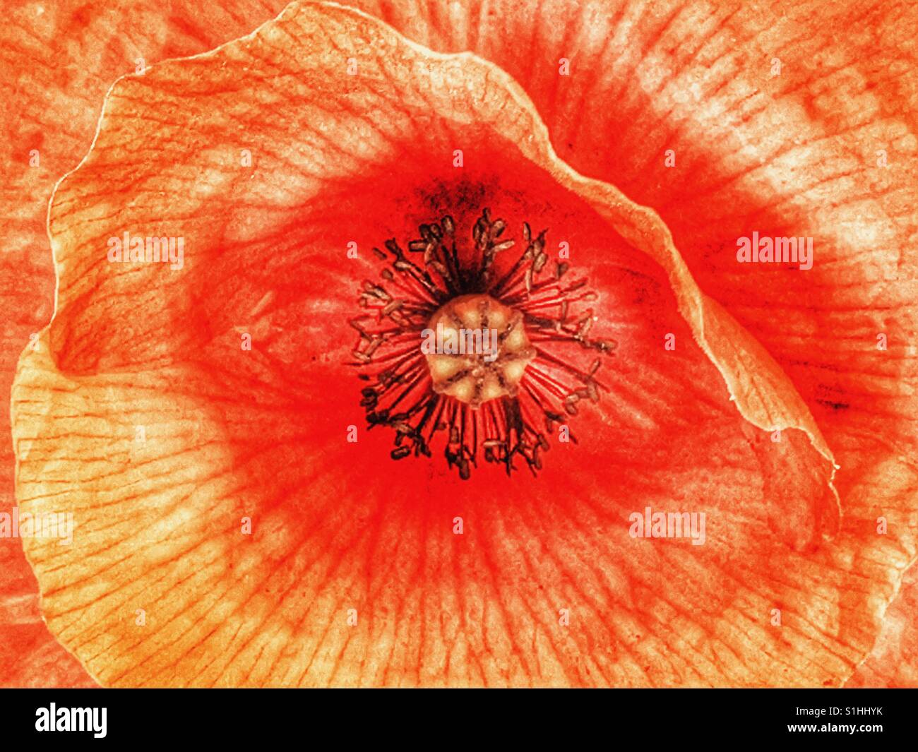 Papaver rhoeas, also known as common poppy, red poppy or Flanders poppy - Smartphone Captured Stock Image