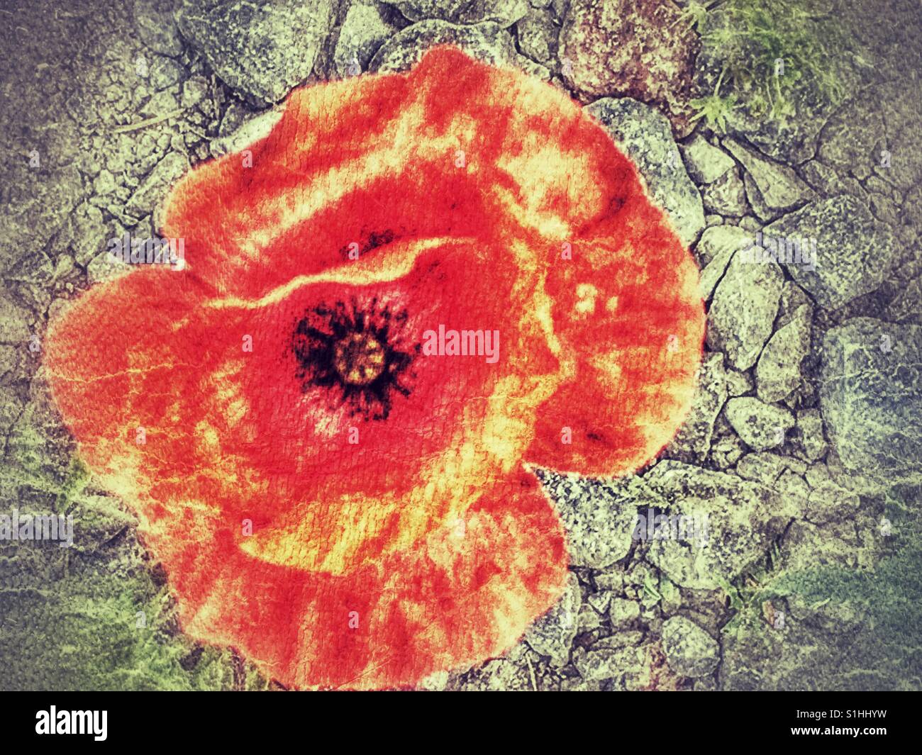 Papaver rhoeas, also known as common poppy, red poppy or Flanders poppy, growing out of a gravel road - Smartphone Captured Stock Image