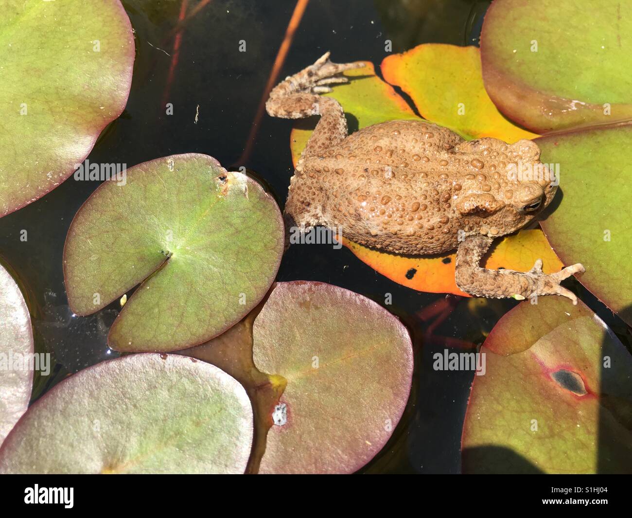 Front on water Lilly leaves - Smartphone Captured Stock Image