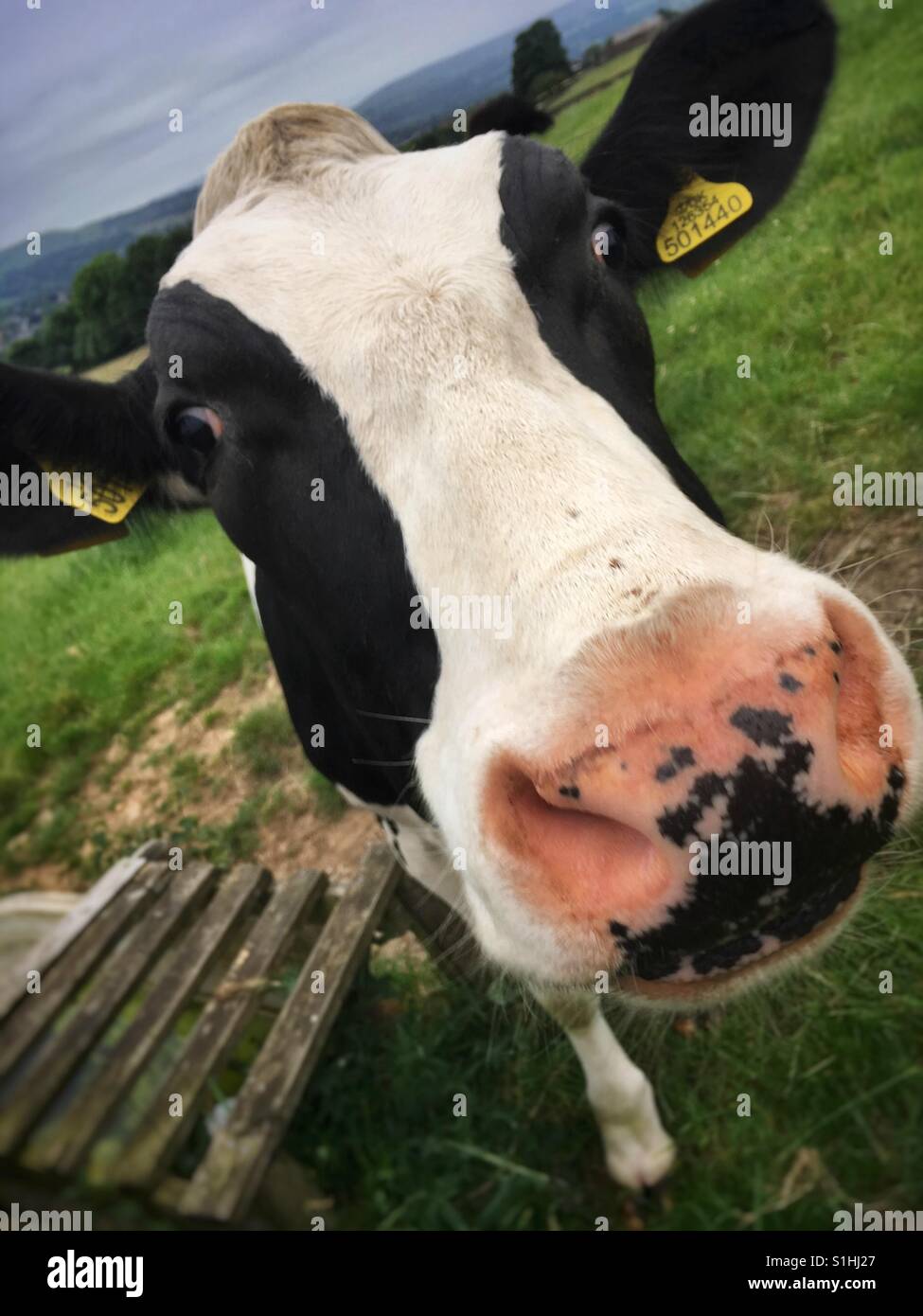 Nosey cow - Smartphone Captured Stock Image