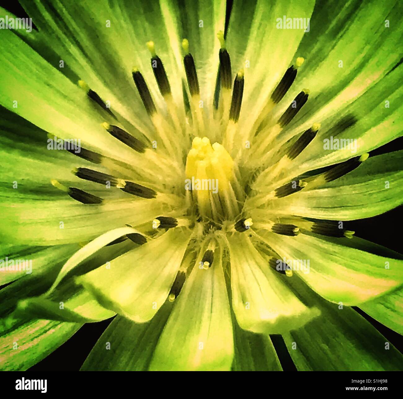 Yellow flower like a starburst, Yellow Desert Chicory, Pyrrhopappus carolinianus - Smartphone Captured Stock Image