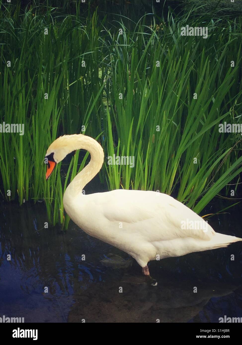 Swan standing in the pond Stock Photo - Alamy