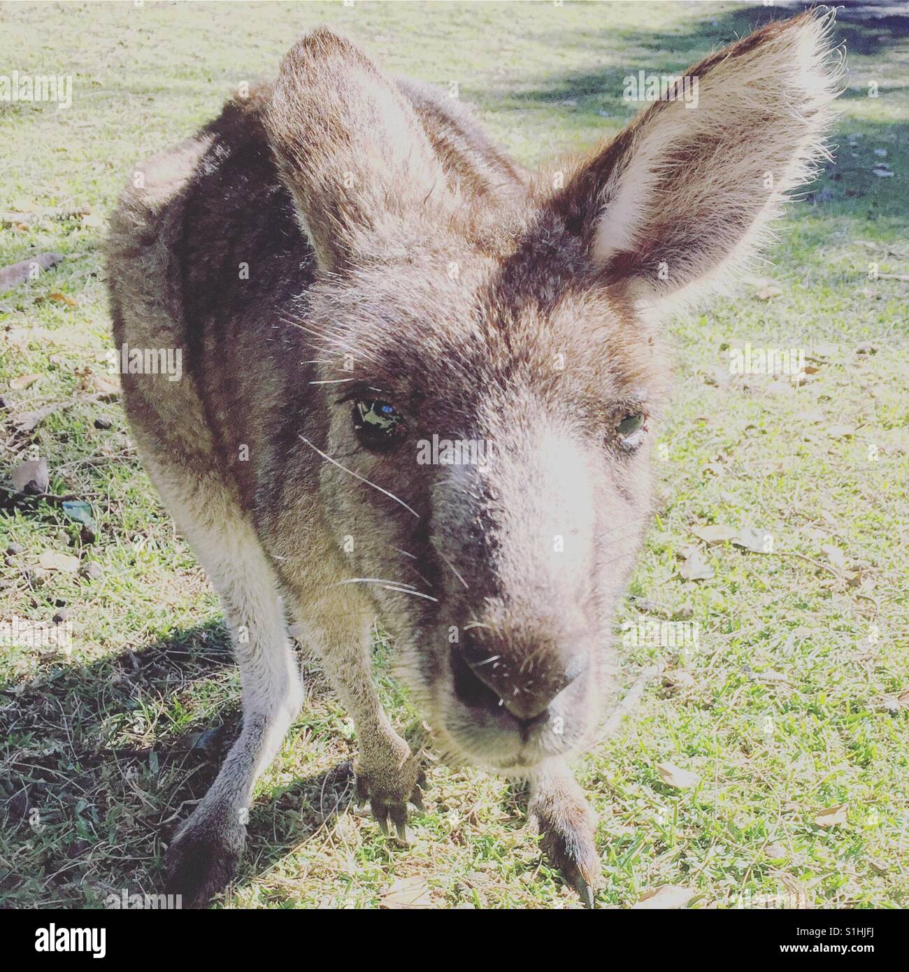 Curious kangaroo close up in outdoor Australia Stock Photo