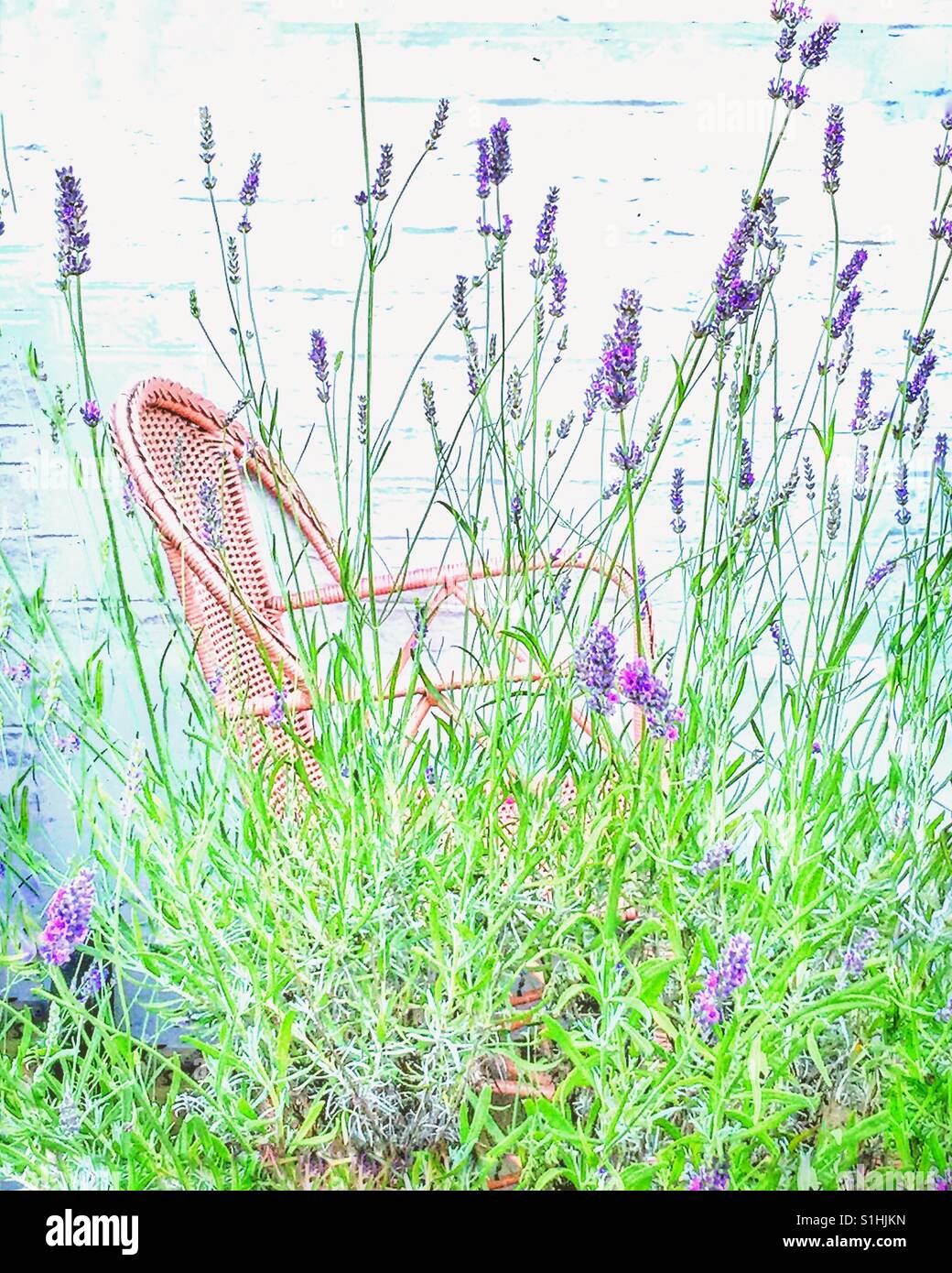 Garden chair with Lavender flowers. - Smartphone Captured Stock Image