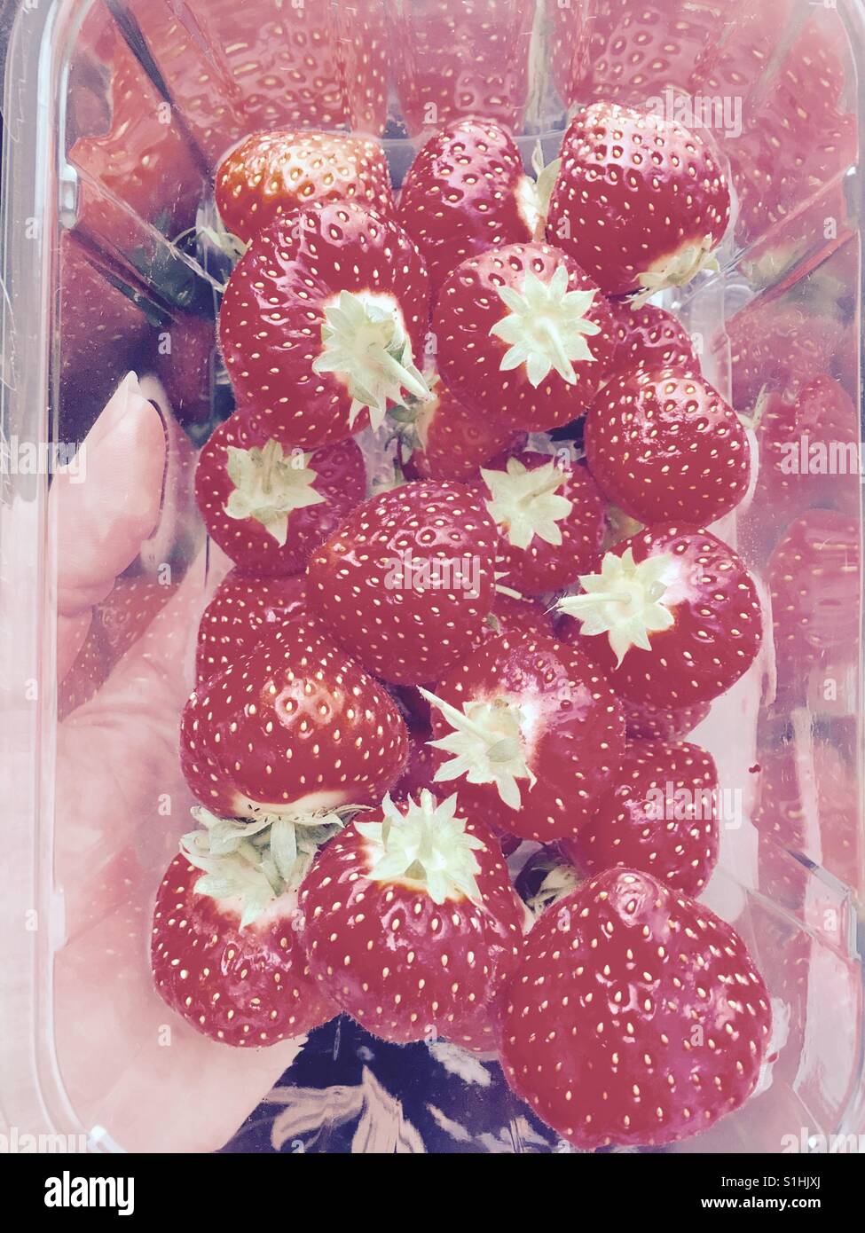 Hand holding a punnet full of strawberries - Smartphone Captured Stock Image