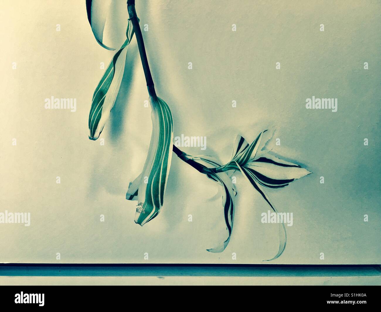 Plant against white background cupboard - Smartphone Captured Stock Image