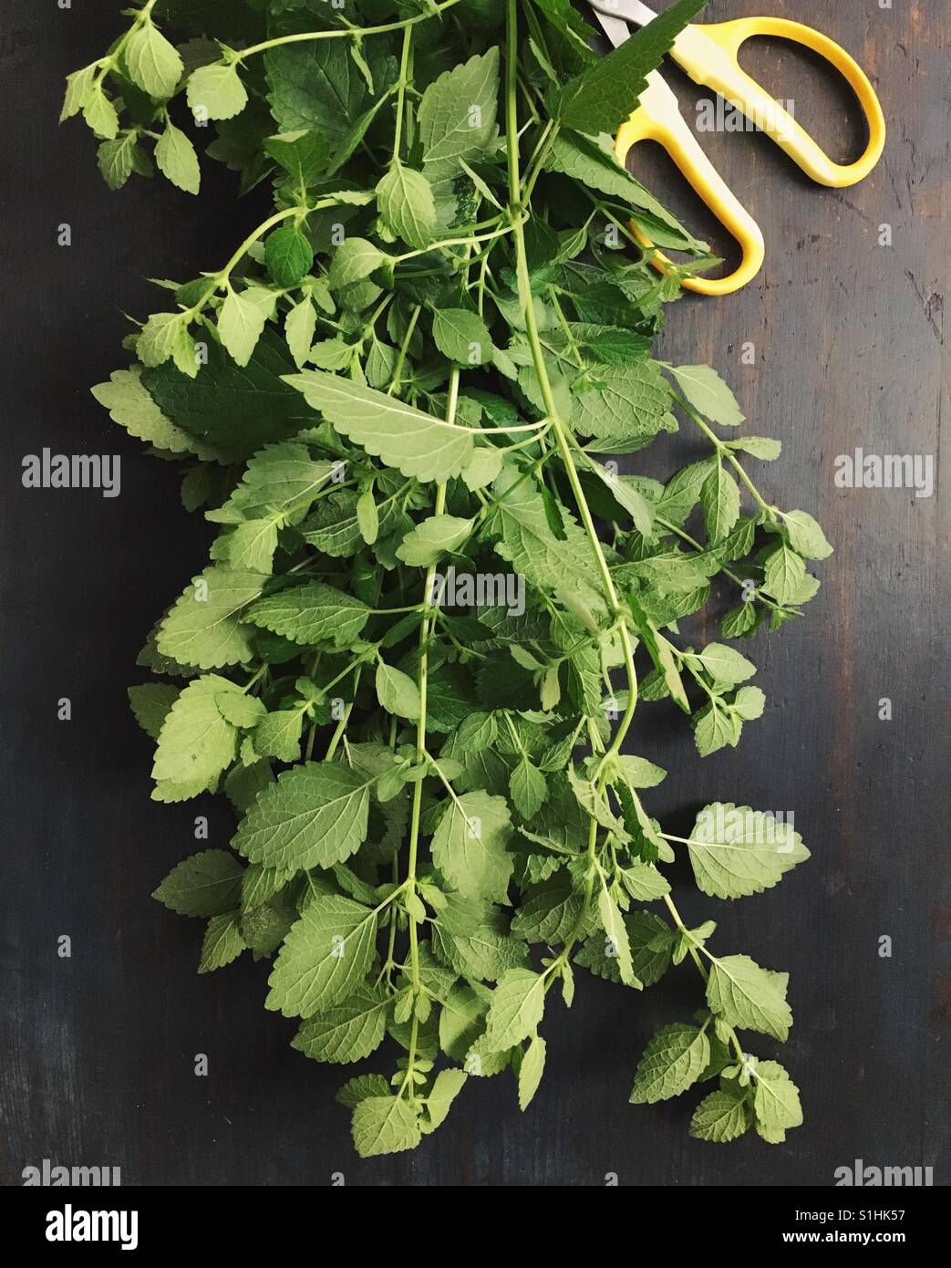 Lemon balm from the garden. - Smartphone Captured Stock Image