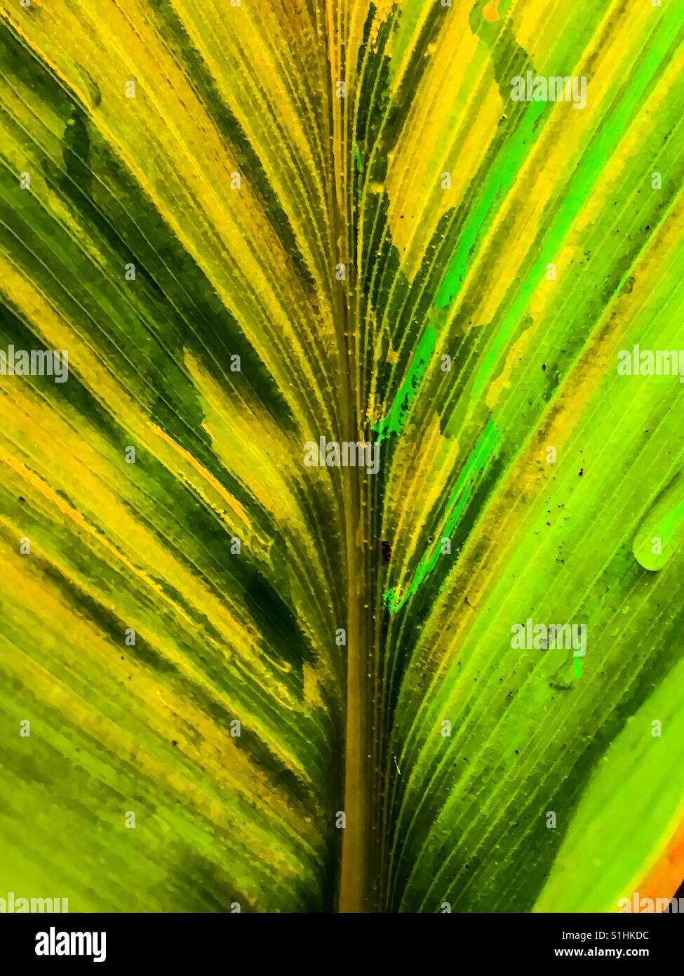 Wet green leaf close up Stock Photo