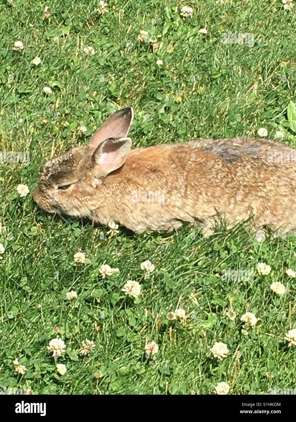 Feral brown rabbit eating clover Stock Photo