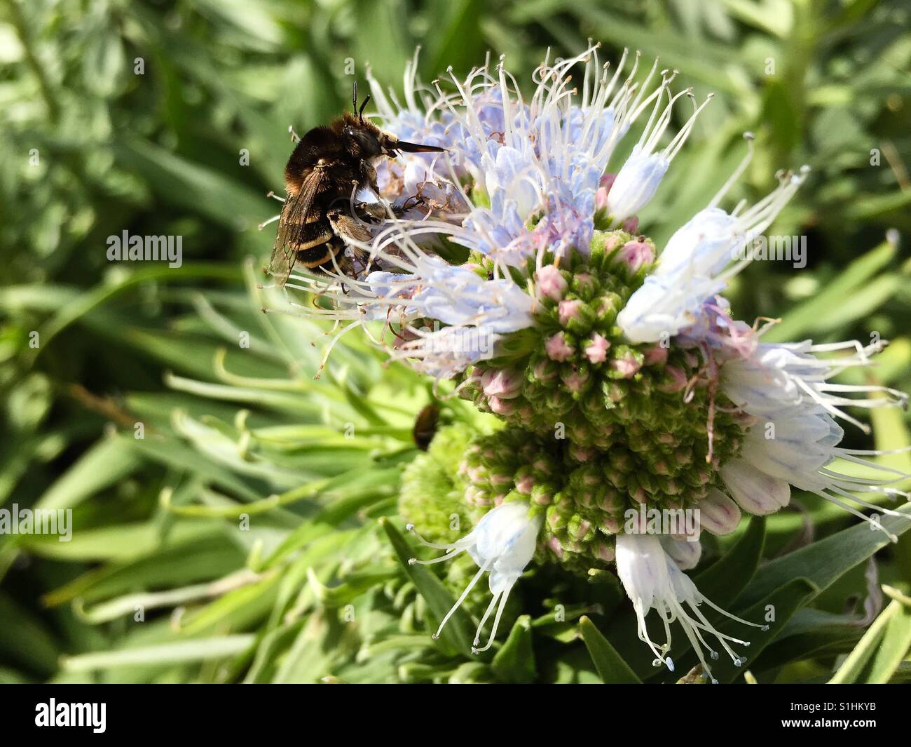 Banded bee collecting pollen from echium purple flower captured on iPhone 6S - Smartphone Captured Stock Image