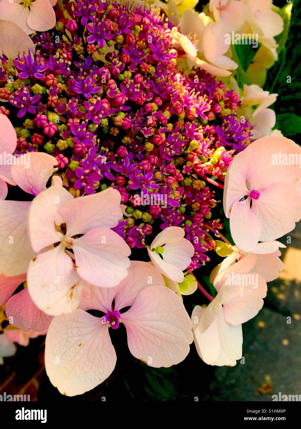 Hydrangea flower close up Stock Photo - Alamy