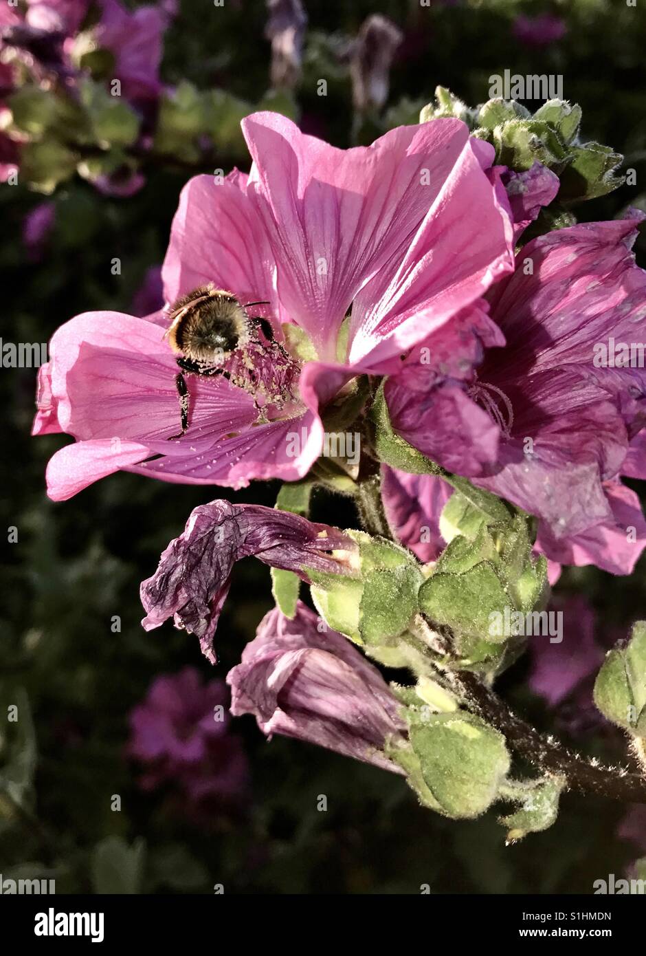 A honey bee takes nectar from a flower Stock Photo Alamy