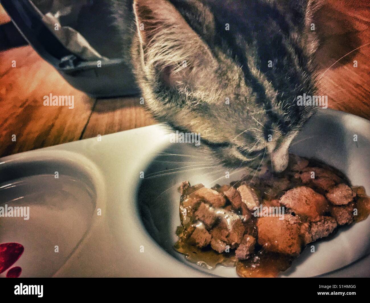 Kitten feeding - Smartphone Captured Stock Image