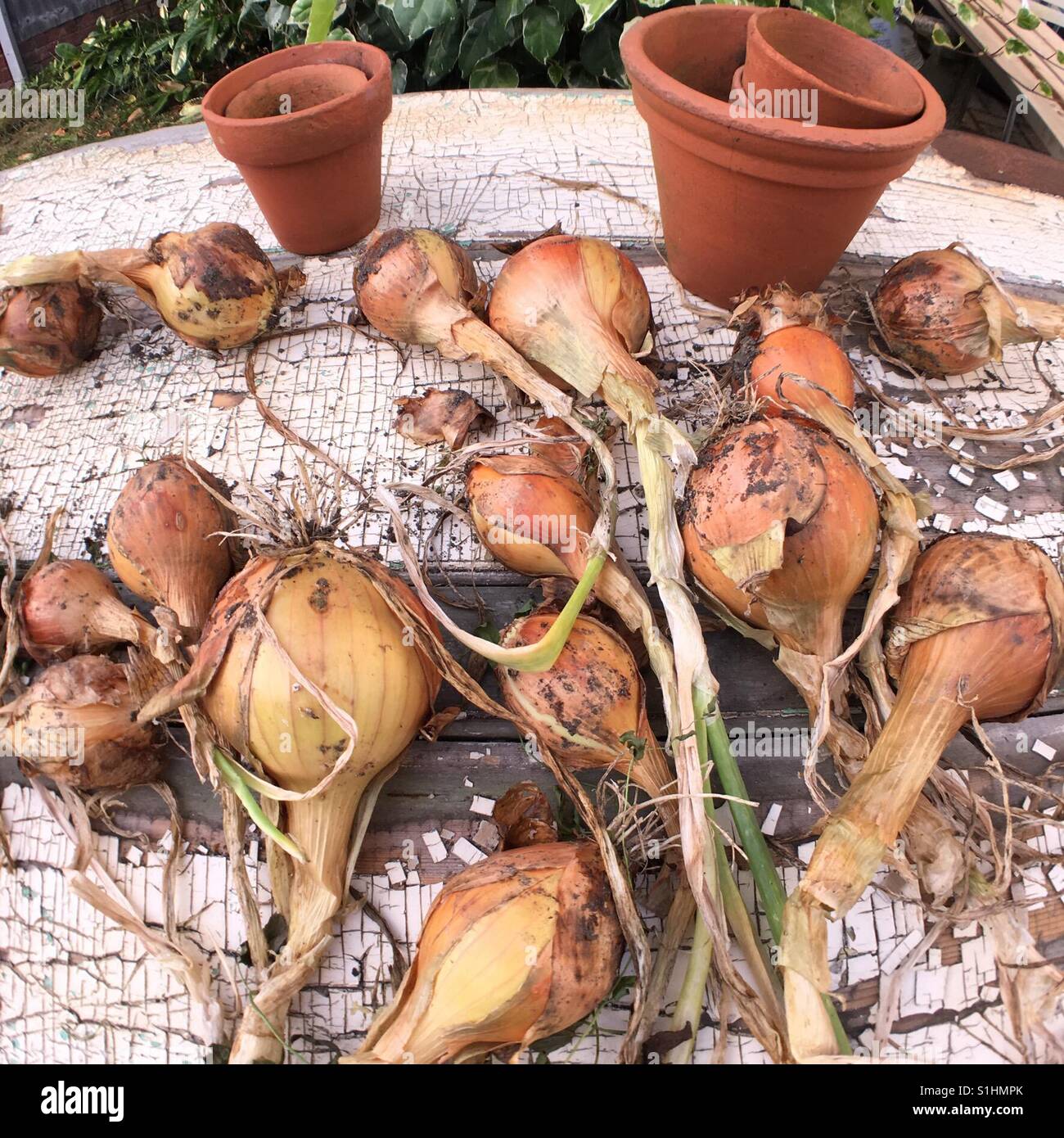 Home grown onions hi-res stock photography and images - Alamy