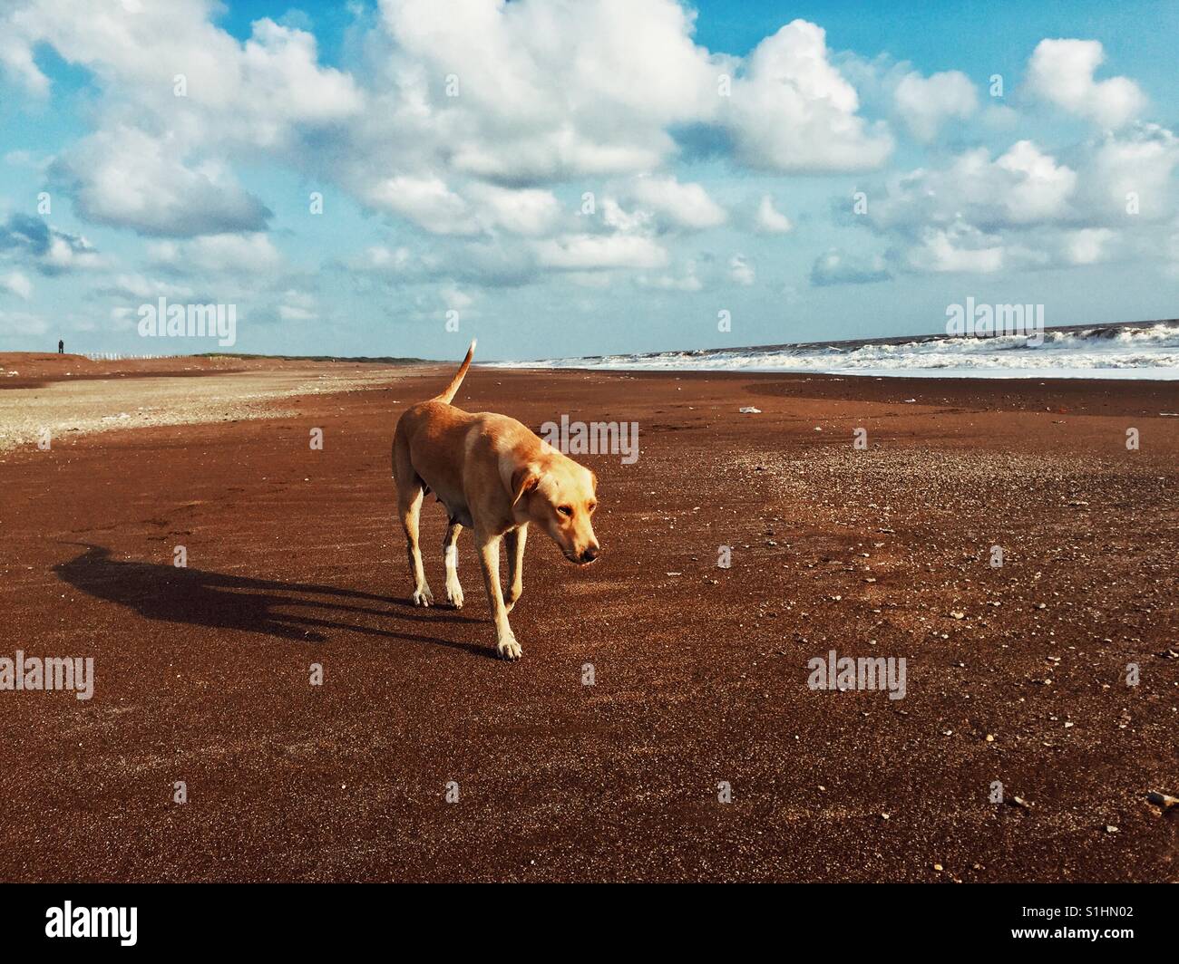 Dog on Beach Stock Photo Alamy