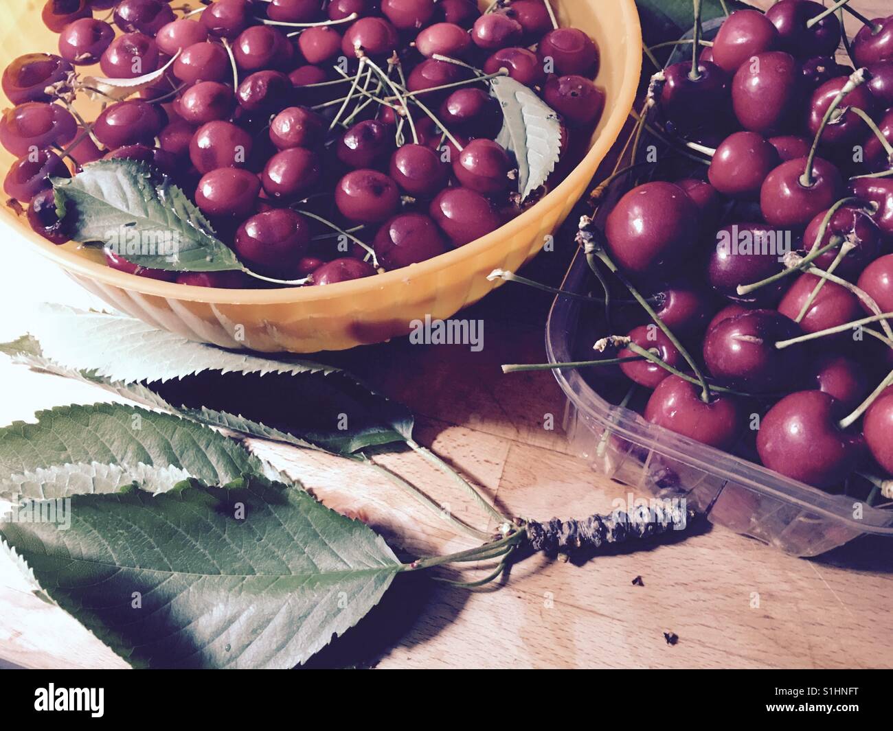 Cherries harvested in a garden in London Stock Photo