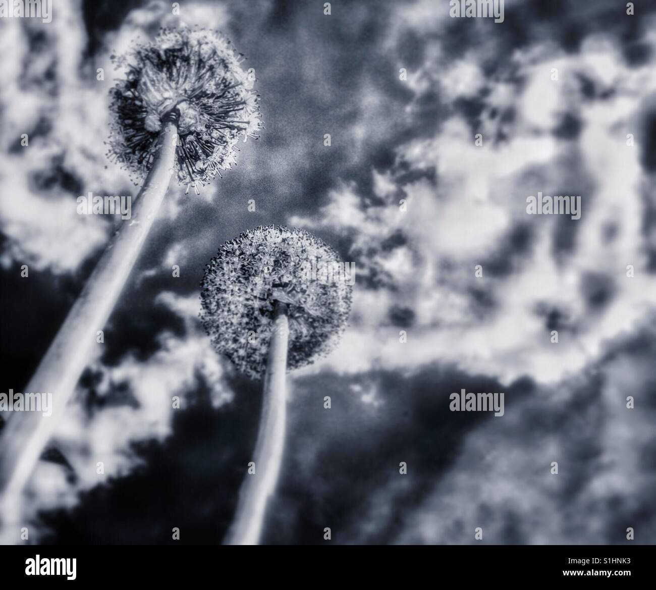 Monochrome onion flowers. - Smartphone Captured Stock Image