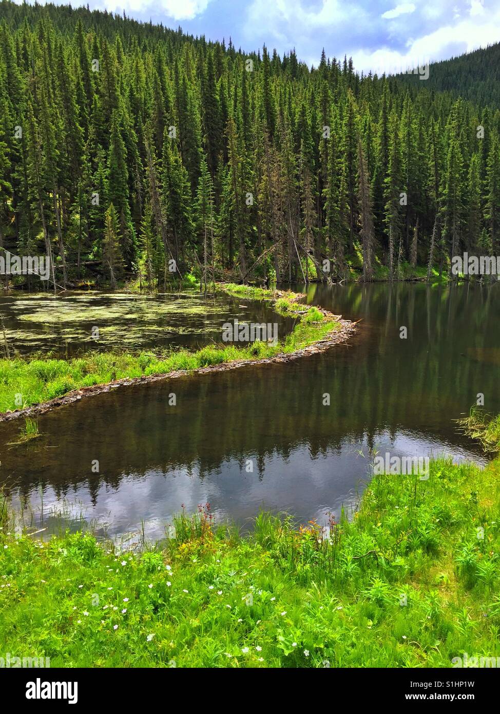 Beaver dam in Kananaskis country in the Canadian Rockies - Smartphone Captured Stock Image