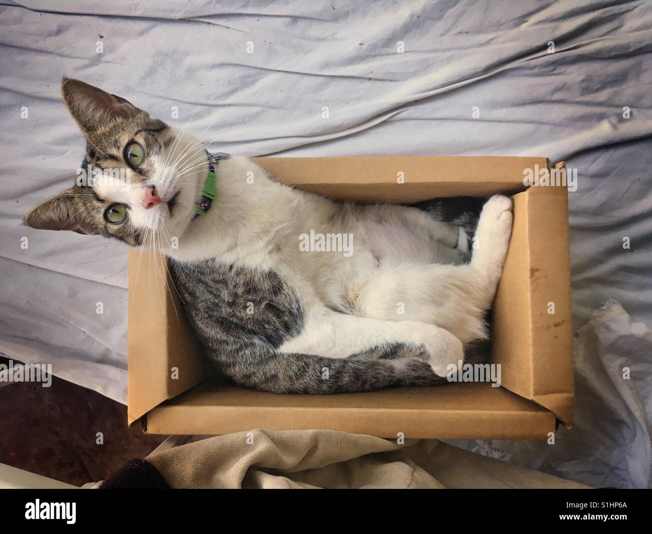 Female cat in her cardboard box Stock Photo Alamy