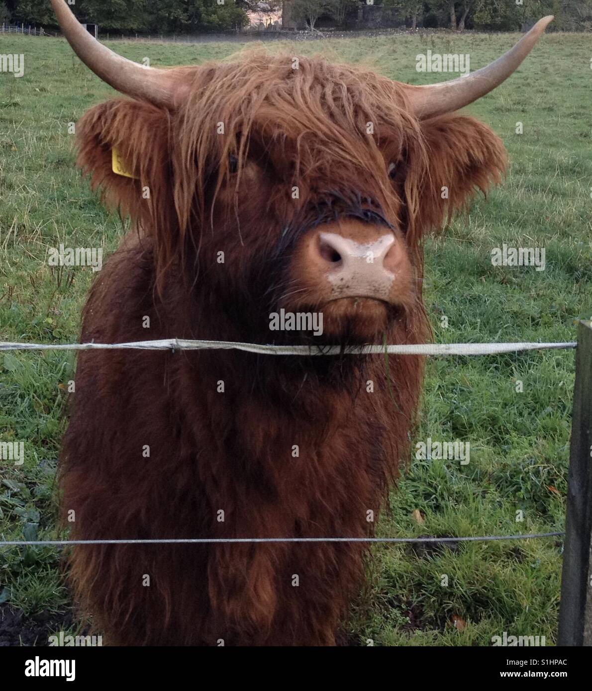 Highland Hairy Coo looking for a treat! Stock Photo